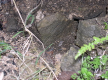 DSCN0039.JPG