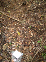 DSCN0070.JPG