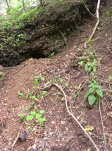 DSCN0071.JPG