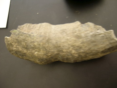DSCN0019.JPG