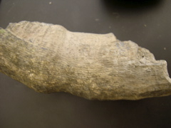 DSCN0020.JPG