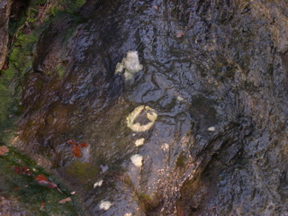 DSCN0049.JPG