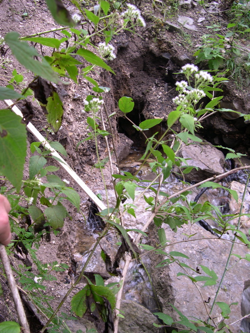 DSCN0037.JPG