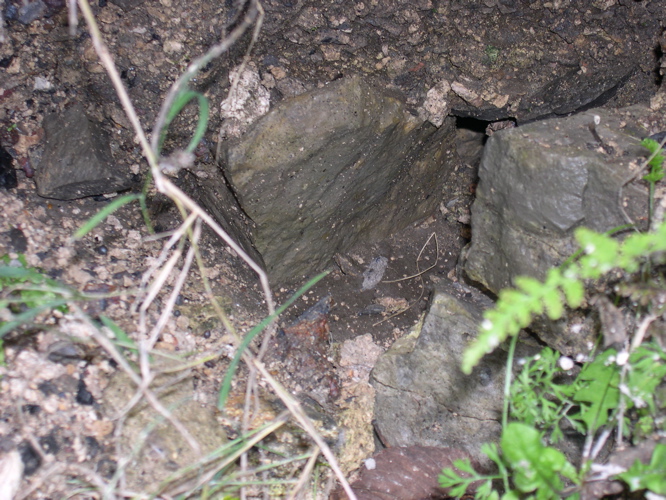 DSCN0039.JPG