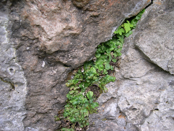 DSCN0060.JPG