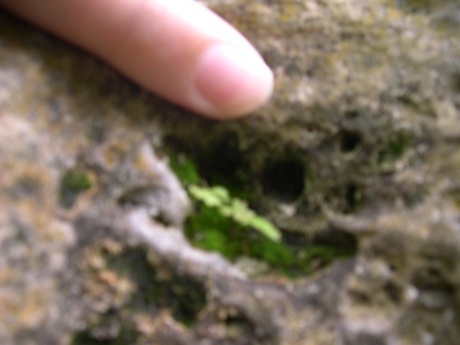 DSCN0067.JPG