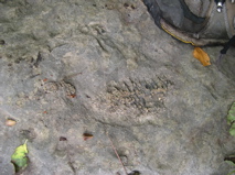 DSCN0101.JPG