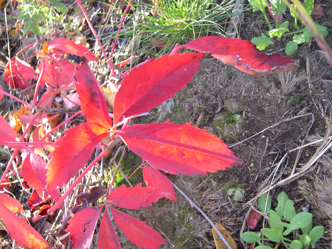 DSCN0086.JPG
