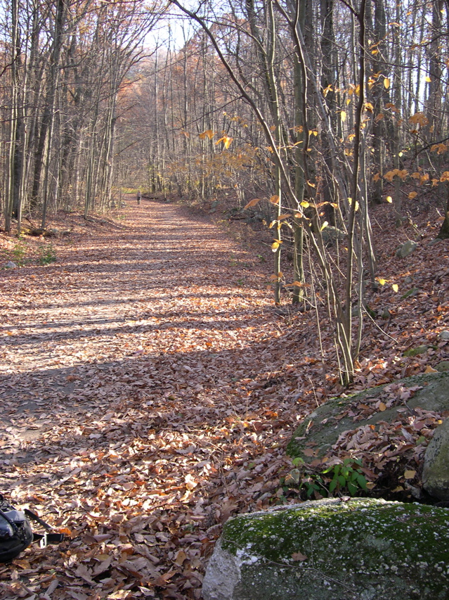 TrailtoNeveleFalls.JPG