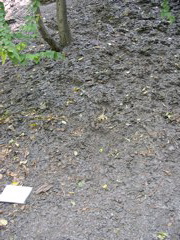 DSCN0949.JPG