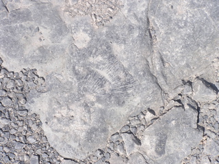 P1010353