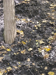 DSCN0060.JPG