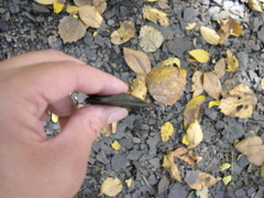 DSCN0062.JPG