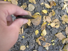 DSCN0063.JPG