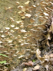 DSCN0139.JPG