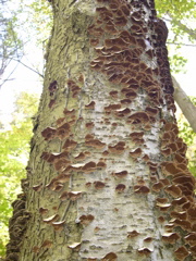 DSCN0140.JPG