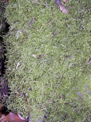 DSCN0144.JPG