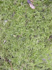 DSCN0145.JPG
